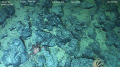 Lithodes couesi