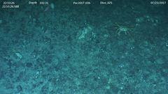 Lithodes aequispinus