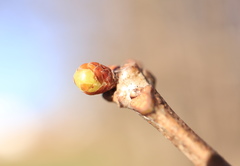 Neuroterus vesicula