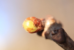 Neuroterus vesicula