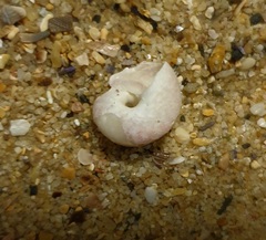 Notogibbula bicarinata