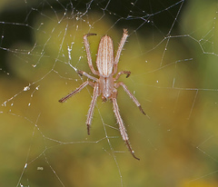 Larinia directa