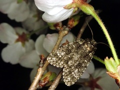 Acronicta carbonaria