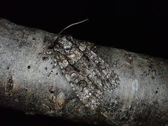 Acronicta carbonaria