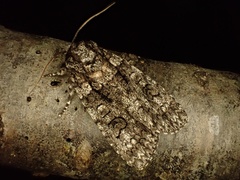 Acronicta carbonaria
