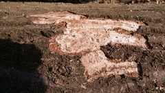 Biscogniauxia atropunctata