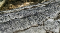 Biscogniauxia atropunctata