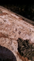 Biscogniauxia atropunctata