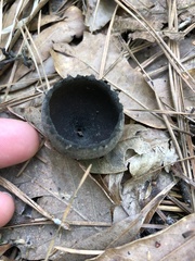 Urnula