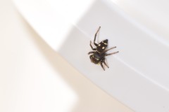 Heliophanus apiatus