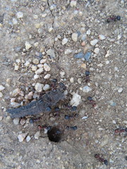 Pogonomyrmex rugosus