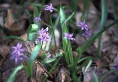 Scilla bifolia