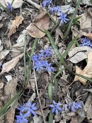 Scilla bifolia