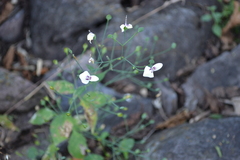 Dicliptera thlaspioides