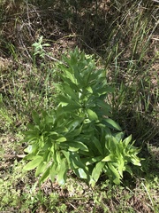Lilium humboldtii humboldtii