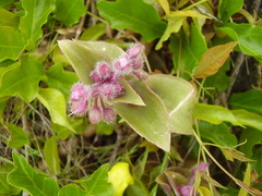 Tradescantia cerinthoides