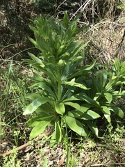 Lilium humboldtii humboldtii
