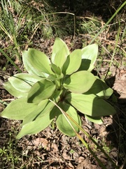 Lilium humboldtii humboldtii