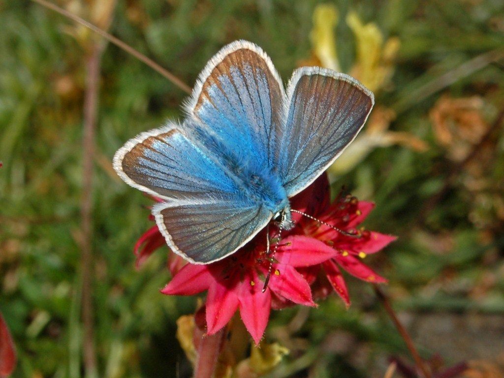 Agrodiaetus damon
