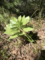 Lilium humboldtii humboldtii