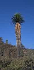 Yucca periculosa