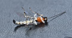 Calliephialtes grapholithae