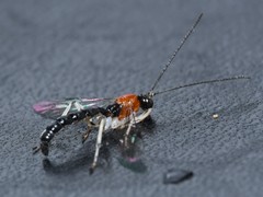 Calliephialtes grapholithae