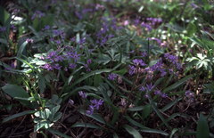 Scilla vindobonensis