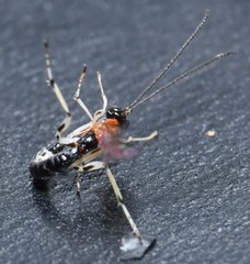 Calliephialtes grapholithae