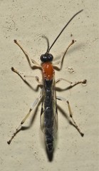 Calliephialtes grapholithae