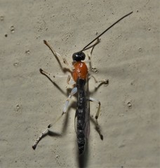 Calliephialtes grapholithae