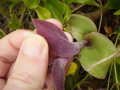 Tradescantia cerinthoides