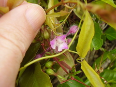Tradescantia cerinthoides