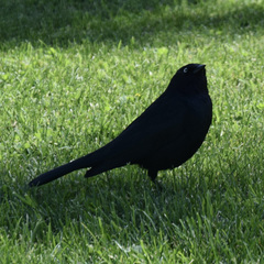 Euphagus cyanocephalus