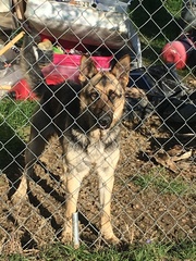 Canis familiaris