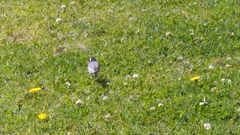 Motacilla alba