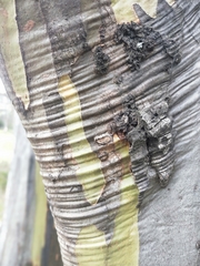 Eucalyptus stellulata