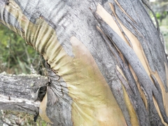 Eucalyptus stellulata
