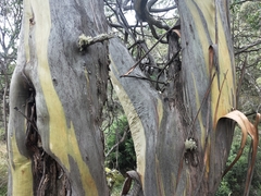 Eucalyptus stellulata