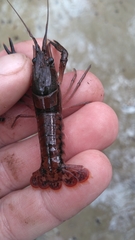 Procambarus versutus