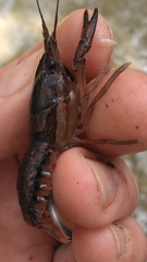 Procambarus versutus