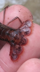 Procambarus versutus