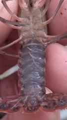 Procambarus versutus