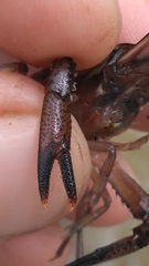 Procambarus versutus