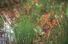 Schoenus ferrugineus