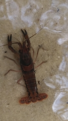 Procambarus versutus