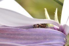 Synema globosum