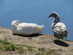 Anas platyrhynchos domesticus