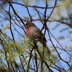 Haemorhous mexicanus