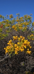 Senna galeottiana